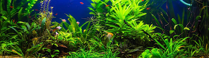 Aquarium Nitrogen Cycle: Save Your Fish & Tank Cycling Guide