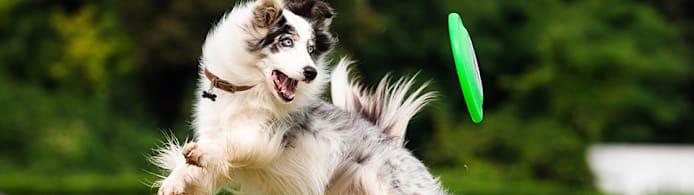 Pet Joint Health & Mobility Tips for Dogs and Cats