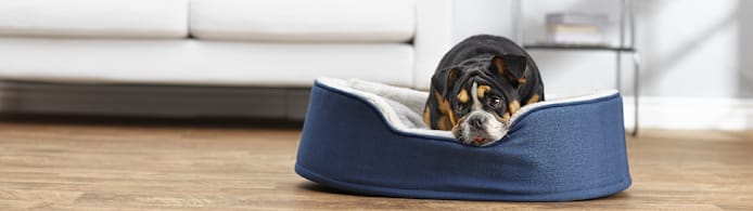 Puppy Separation Anxiety: Expert Training & Tips for a Happy Pup