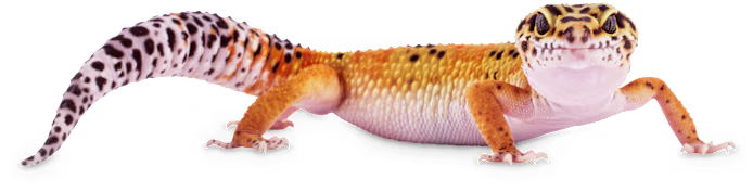 Leopard Gecko Care: Essential Facts for a Healthy, Happy Pet