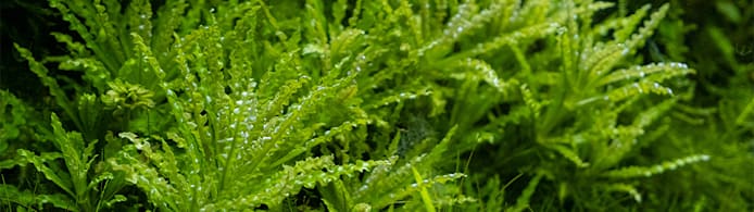 Pogostemon Helferi: How to Grow & Care for This Aquarium Plant