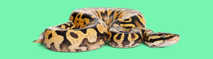 Scale Rot in Reptiles: Causes, Symptoms & Treatment