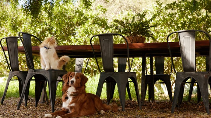 5 Ways to Become a More Sustainable Pet Parent