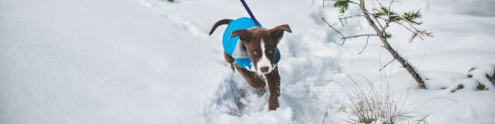 Pet Holiday Safety Guide: Enjoy the Season Together