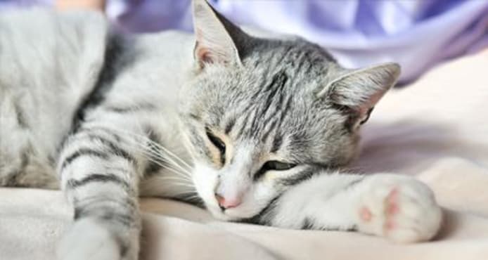Cat Is Anemic: Top Questions Answered