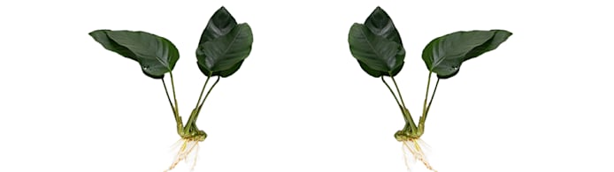 Anubias Nana Care: Easy & Beautiful Aquarium Plant for Beginners