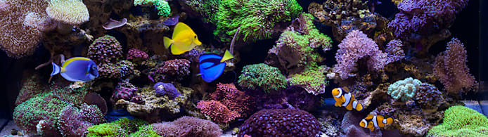 Cloudy Fish Tank? Find Causes, Get Crystal Clear Water & Happy Fish!
