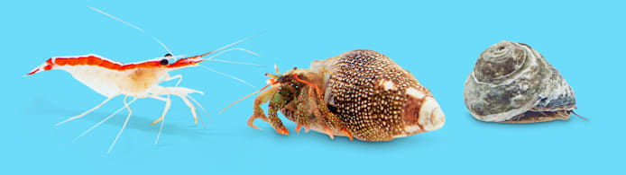 Marine Aquarium Clean Up Crew: Complete Guide
