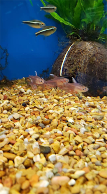 Aquarium Substrate: Complete Guide for Fish Tanks