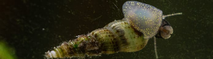 Aquatic Pest Snails: How to Control & Prevent Them