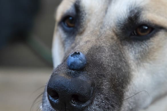 Can Dogs Eat Blueberries? Yes — Here's How