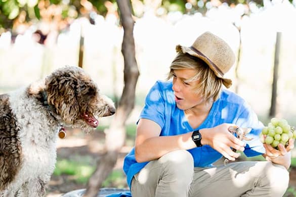 Grapes Are Toxic to Dogs: Dangers, Symptoms, & What to Do Immediately