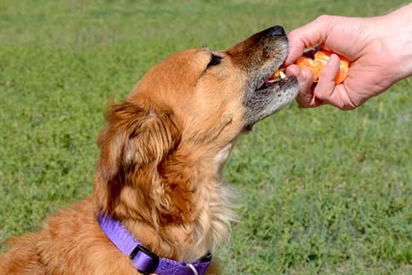 Can Dogs Eat Oranges? A Pet Parent's Guide