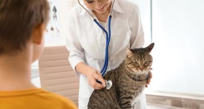 Senior Cat Behavior Changes: What to Expect