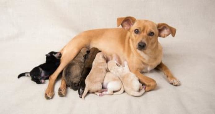 Caring for Newborn Puppies & Their Mother