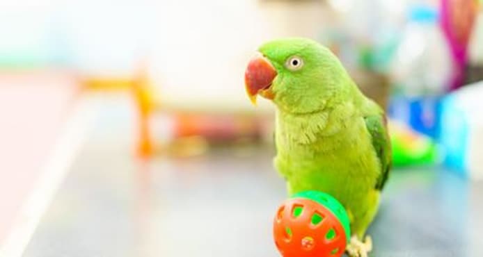 Bird-Proof Your Home: Eliminate Household Hazards
