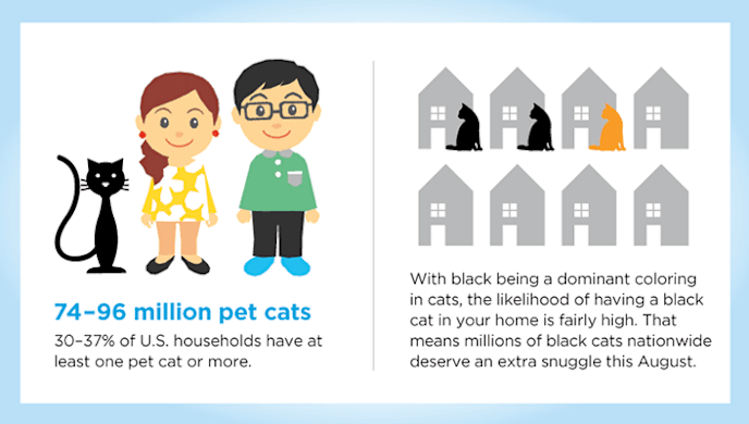 Black Cats: History, Superstitions & Facts Every Owner Needs
