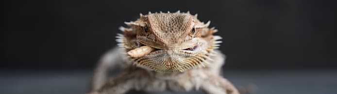 Bearded Dragon Food: Complete Feeding Guide