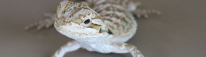 Bearded Dragon Impaction: Spot Signs, Causes, & Prevent It Now