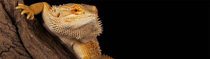 Bearded Dragon Poop: Colors, Health & What's Normal