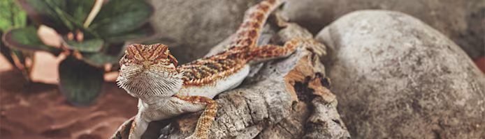 Heat Light for Lizards: Choosing the Right Reptile Lamp