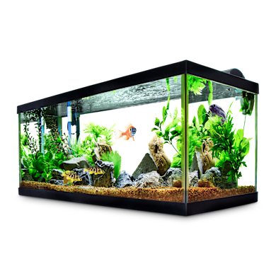 How Long Do Freshwater Fish Live? Species Guide