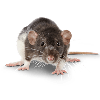 Rat Teeth: Care, Growth & Dental Health Guide