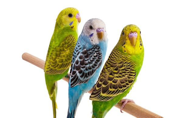 Keep Your Pet Bird Healthy: Prevent & Identify Infectious Diseases