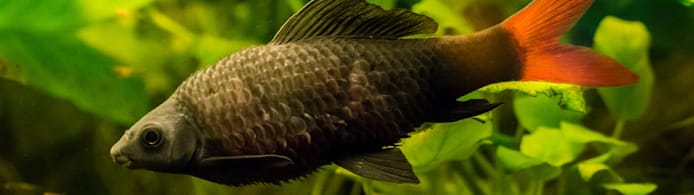 Is Your Fish Bloated? Causes, Symptoms, Prevention and Treatment Guide