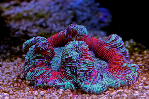 Brown Algae in Fish Tanks: Causes, Removal & Prevention