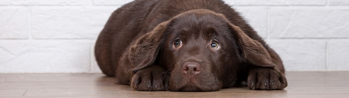 Dog Parvo: Spot Symptoms, Prevent & Treat This Deadly Disease