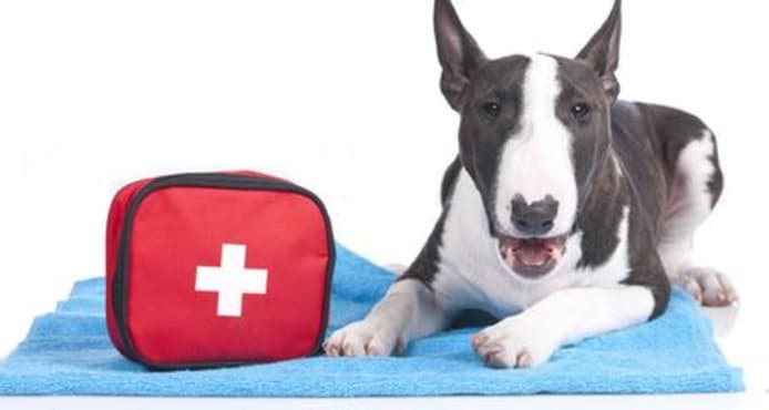 Puppy CPR: How to Resuscitate a Newborn Puppy