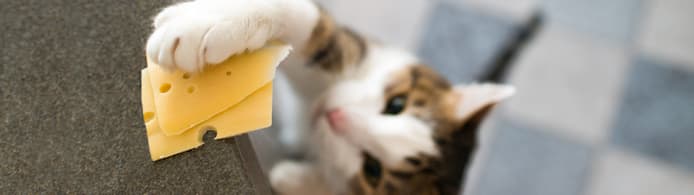 Can Cats Eat Cheese? A Vet-Backed Guide