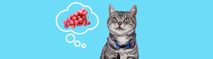 Can Cats Eat Grapes? Absolutely Not! Dangers, Symptoms, & What To Do