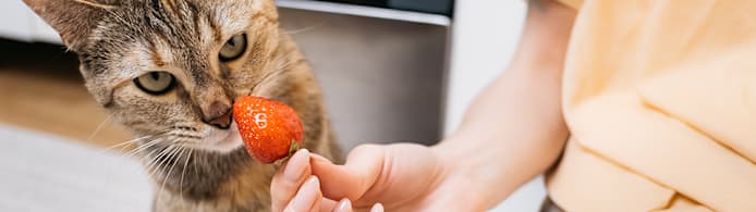 Can Cats Eat Strawberries? What Pet Parents Should Know