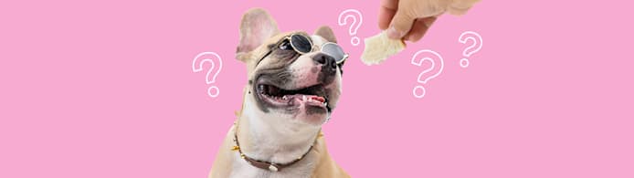 Can Dogs Eat Bread? What Pet Parents Should Know