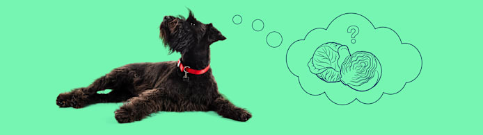 Can Dogs Eat Cabbage? What Pet Parents Should Know