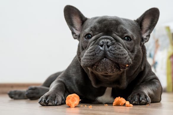 Can Dogs Eat Carrots? Yes — Here's How to Serve Them