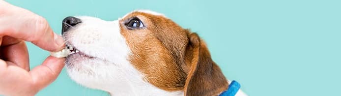 Can Dogs Eat Cheese? What Pet Parents Should Know