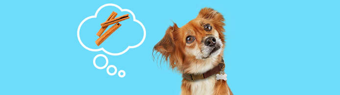 Can Dogs Eat Cinnamon? What Pet Parents Should Know
