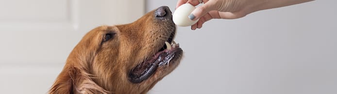 Can Dogs Eat Eggs? Yes — Here's How to Do It Safely