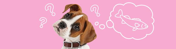 Can Dogs Eat Fish? Benefits, Risks & How to Serve It