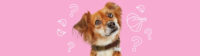 Can Dogs Eat Garlic? No — Here's Why It's Toxic