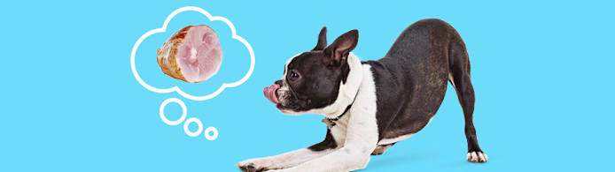 Can Dogs Eat Ham? What Pet Parents Should Know