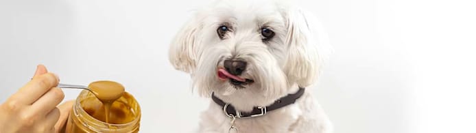Can Dogs Eat Peanut Butter? A Safe-Feeding Guide
