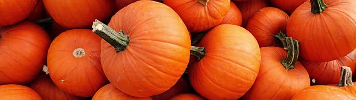 Can Dogs Eat Pumpkin? Benefits, Safety & How to Serve