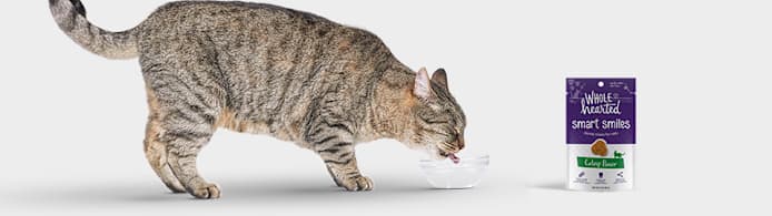 5 Tips on Cat Dental Cleaning | Petco
