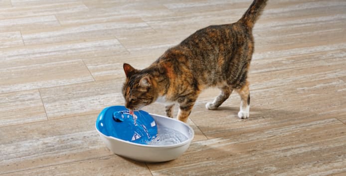 How Much Water Should a Cat Drink a Day?