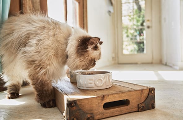 How to Change Your Cat's Food