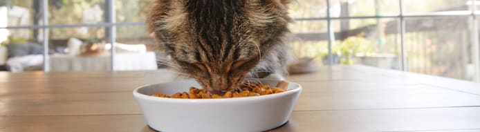 What Food Can I Feed My Cat? A Complete Guide